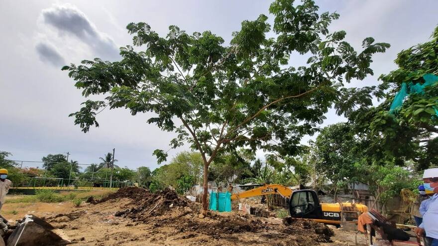 Cardique reubica árbol de campano en Santa Rosa, Bolívar