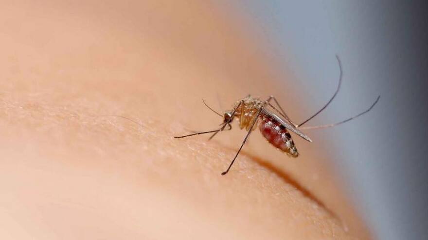 Gobernación del Atlántico instó a eliminar el uso de floreros con agua en cementerios para prevenir el dengue