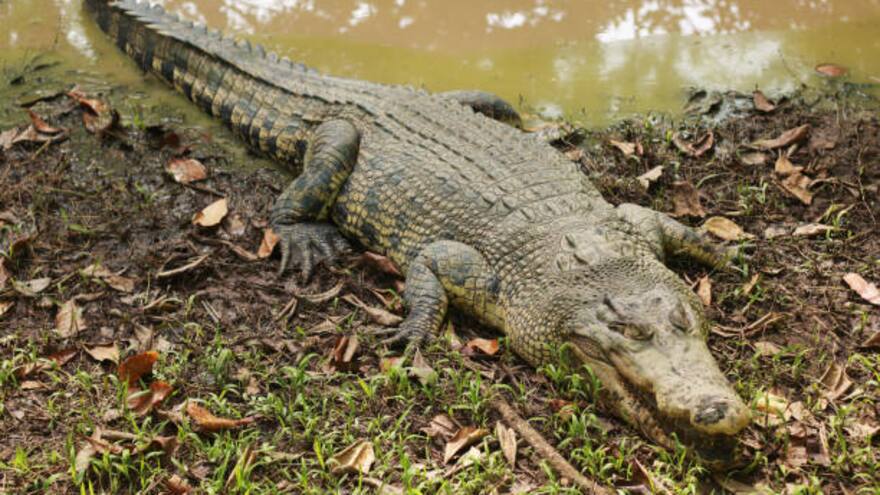Niña de nueve años murió al ser atacada por un cocodrilo mientras pescaba en un río en Indonesia