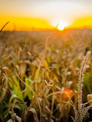 Agrio balance del agro | Columna de Indalecio Dangond