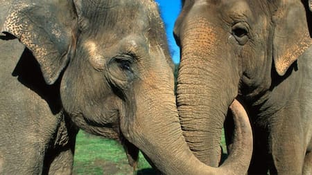 Muere un hombre en Malasia tras ser atacado por una manada de elefantes