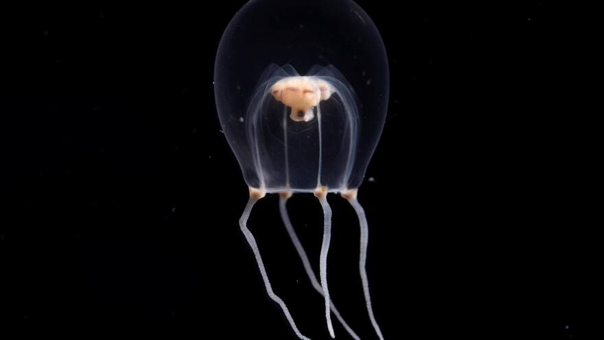Identifican nueva especie de medusa y la nombran como atuendo nupcial japonés