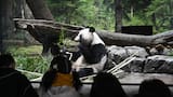 Los dos últimos pandas de Japón abandonan el país rumbo a China