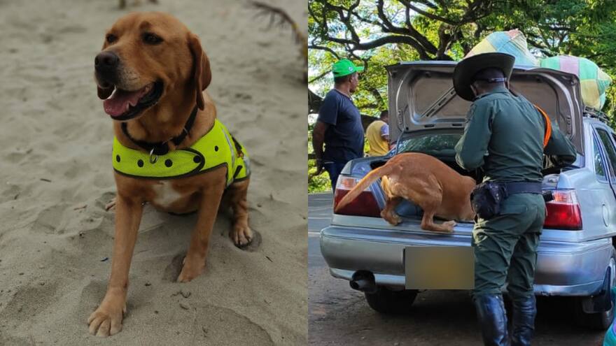 Mantra, la canina que detecta bolsas de dinero en época electoral en Bolívar
