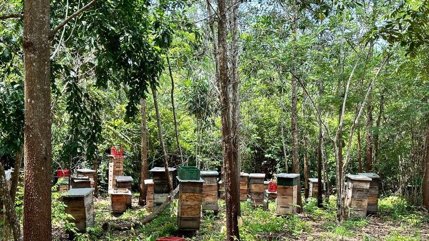Investigan causas de una mortandad de abejas en San Marcos, Sucre
