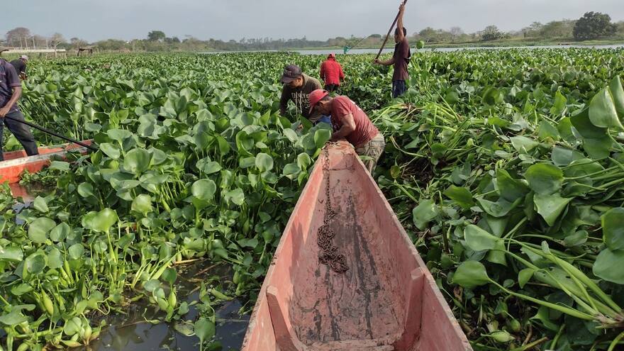 Campesinos de Ponedera sin acceso a cultivos por tarullas