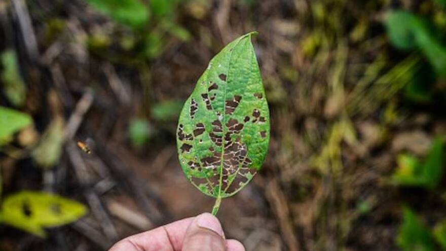 Bananeros piden al Gobierno reforzar medidas y recursos contra el Fusarium