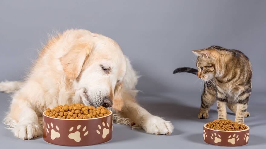 Recomendaciones para elegir el suplemento de su mascota