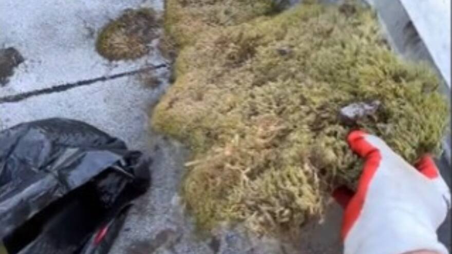 TikTok: Usuario contó cómo gana más de mil dólares diarios por un trabajo que nadie más quiere hacer en Estados Unidos