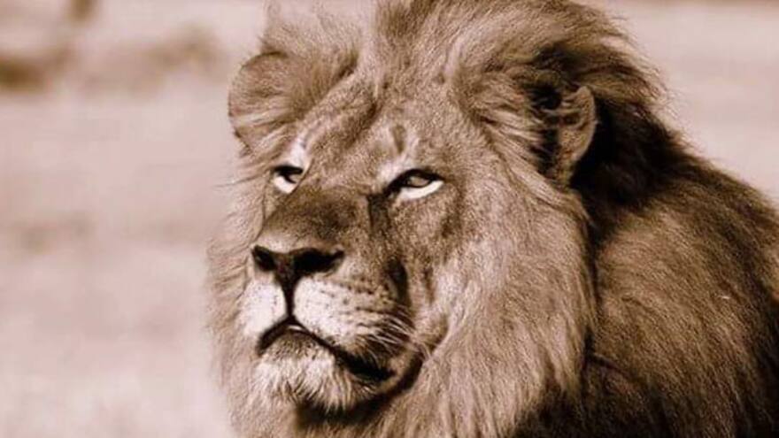 Cecil, el león más querido de Zimbabue, fue asesinado por un norteamericano