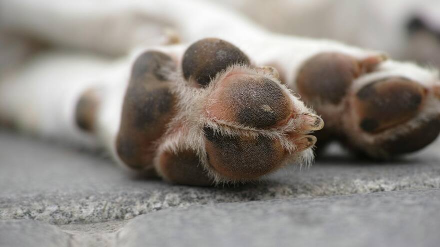 Perro fue atacado con agua y aceite caliente en Barranquilla: Fiscalía investiga el caso