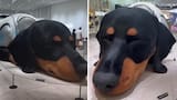 Video: Tamburis creó escultura gigante de un perro salchicha para el lanzamiento de su colección de fragancias llamada “Sunshine”