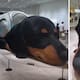 Video: Tamburis creó escultura gigante de un perro salchicha para el lanzamiento de su colección de fragancias llamada “Sunshine”