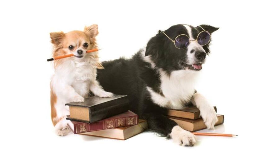 Las diez razas de perros más inteligentes: Pastores y labradores en la lista