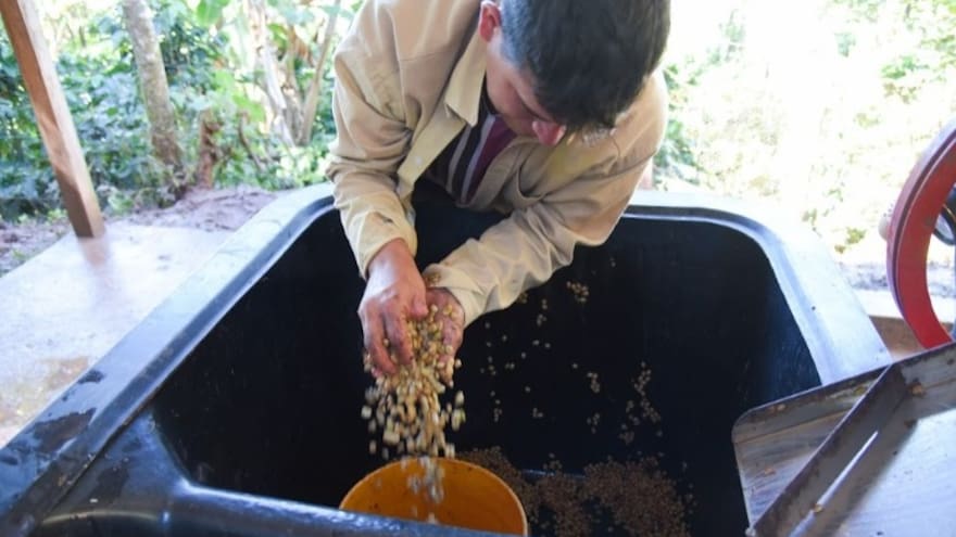 Más de mil caficultores beneficiados con tecnificación del campo en el Cesar