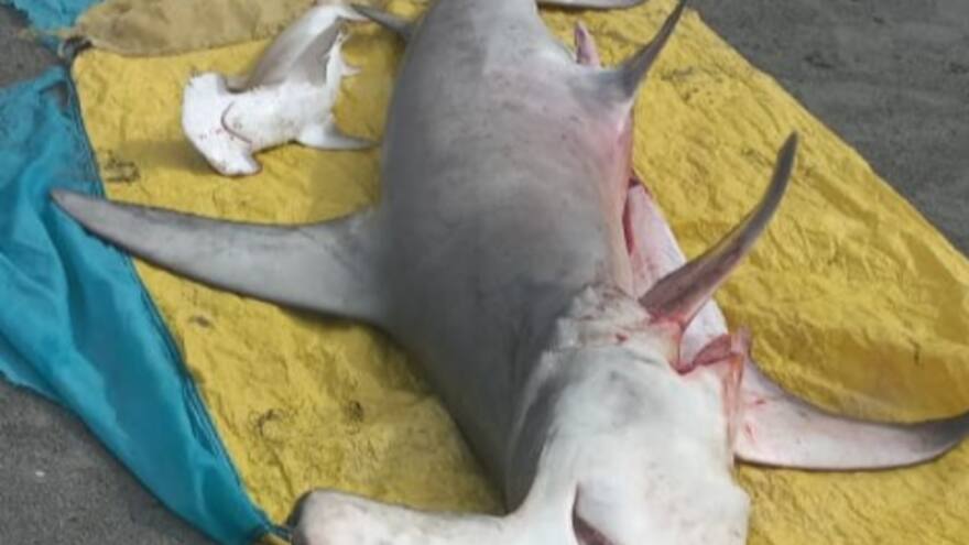 Tiburón martillo y su cría habrían sido sacrificados en playa de Córdoba