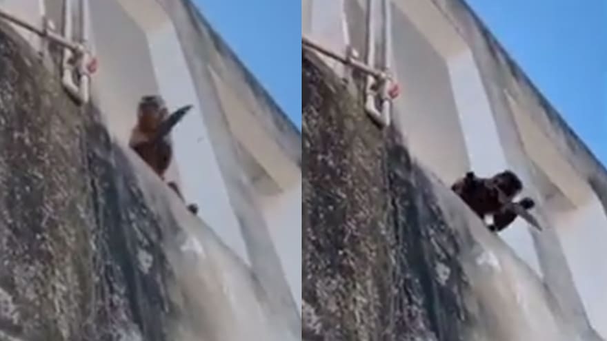 Susto en barrio de Brasil por presencia de mono con cuchillo