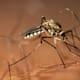 ¡Que no le pique!, la ciencia celebra el Día Mundial del Mosquito