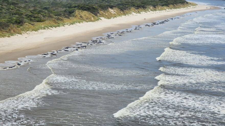 Mueren 200 ballenas en Australia tras quedar varadas en la playa