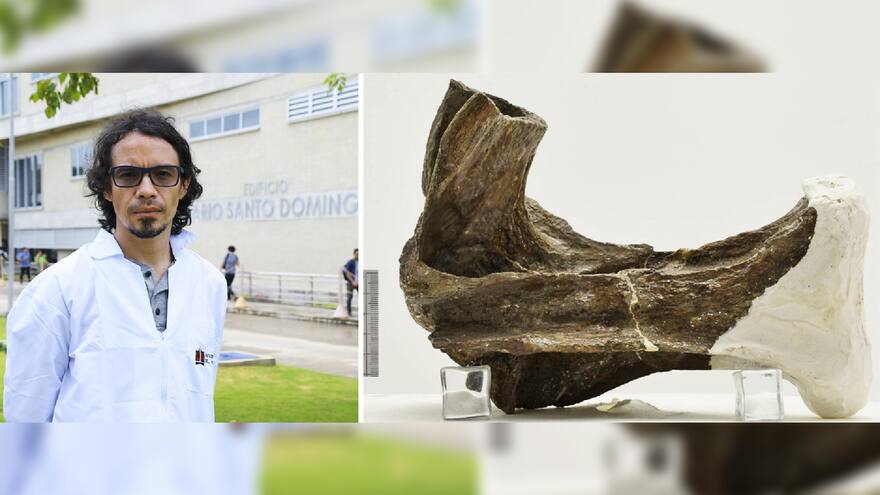 ‘Perijasaurus’: primera especie de dinosaurio en la Costa Caribe