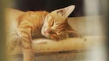Así puede enseñar a un gato a dormir en su propia cama