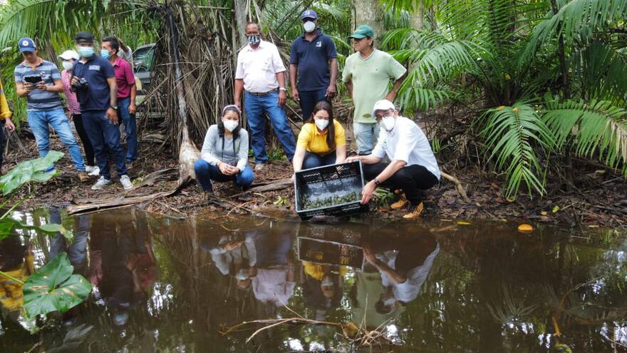 Liberan mil tortugas hicoteas en La Guajira