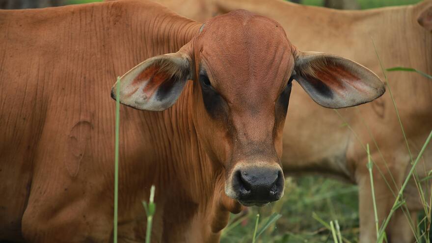 Agrosavia: Seguridad Alimentaria y Sostenibilidad en el Caribe colombiano