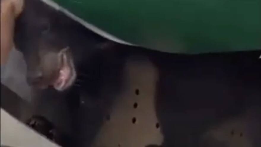 Video: un oso se escapa de un avión en pleno vuelo en Dubái
