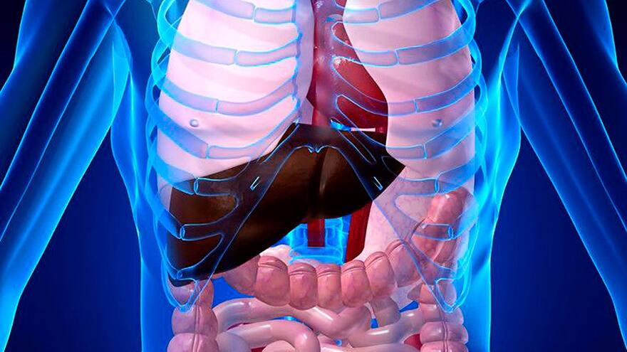 La teoría de nuevo órgano en el cuerpo humano abre debate científico