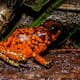 Denuncian colecta ilegal de ranas endémicas en Nariño