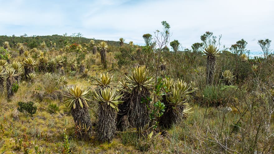 Denuncian ecocidio en Tenjo por tala de frailejones y árboles nativos en la Serranía de Juaica