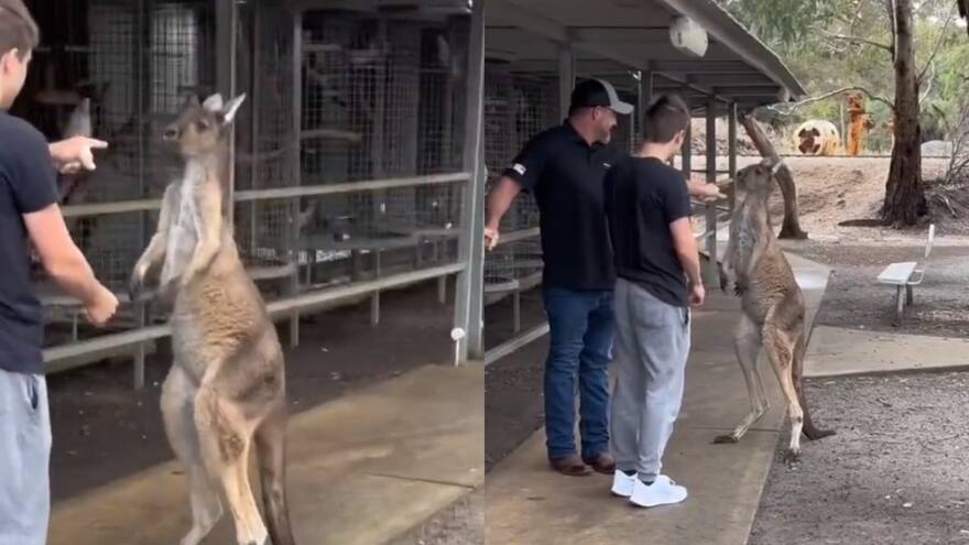 Video: Turista de Estados Unidos se enfrentó a puños con canguro boxeador, en Australia