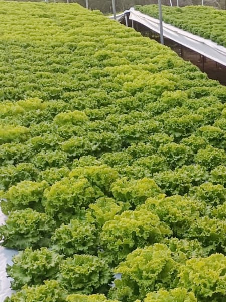 Con cultivos de variedad de lechugas se impulsa la seguridad alimentaria en Valledupar