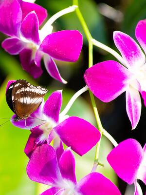 Por la vida silvestre | Columna de Carlos Eduardo Correa