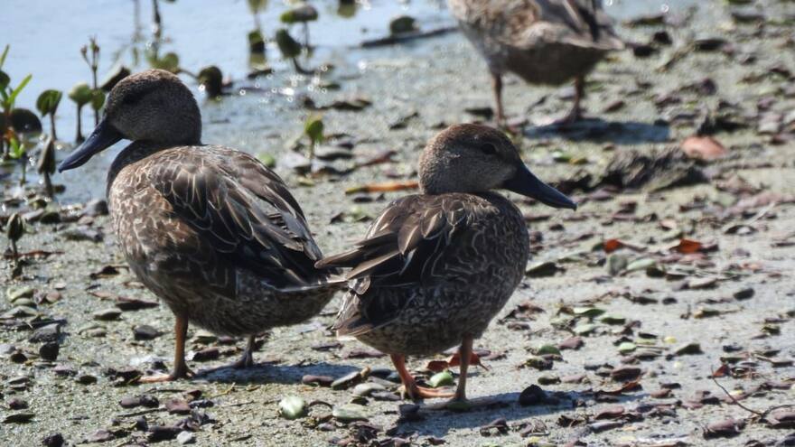 Pato Barraquete: Parques Nacionales busca protegerlo en Ciénaga Grande de Santa Marta
