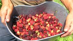 Productores de mora, en la búsqueda de precios más constantes