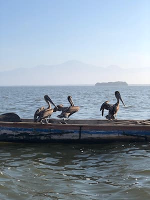 Se asfixia la Ciénaga