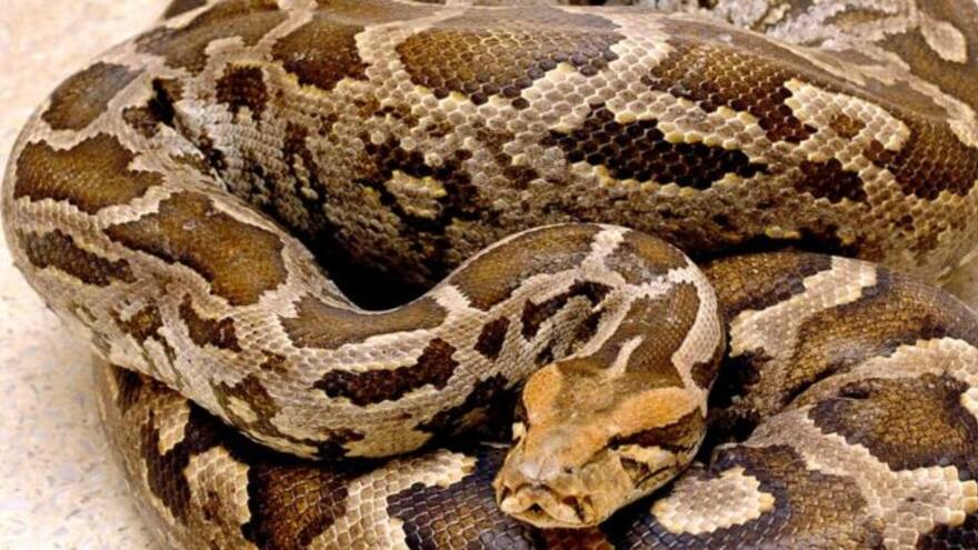 Serpiente explotó luego de haberse comido a una vaca