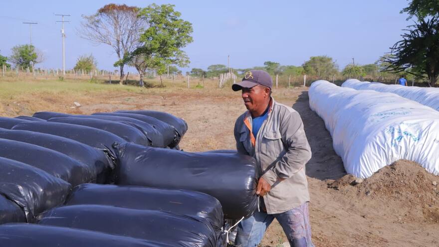 Entregan 209 toneladas de silo a pequeños ganaderos en Campo de la Cruz