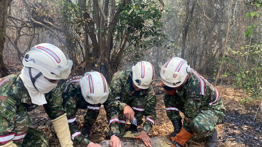 Quemas en isla Salamanca: Ejército rescata caimán de anteojos en medio de las llamas