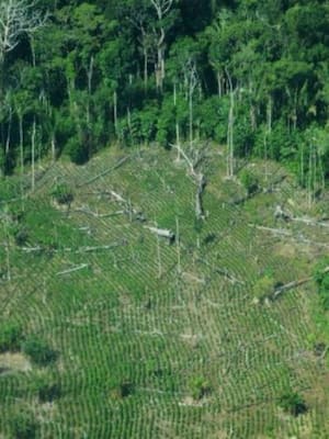 Deforestación a cero | Columna de Carlos Eduardo Correa