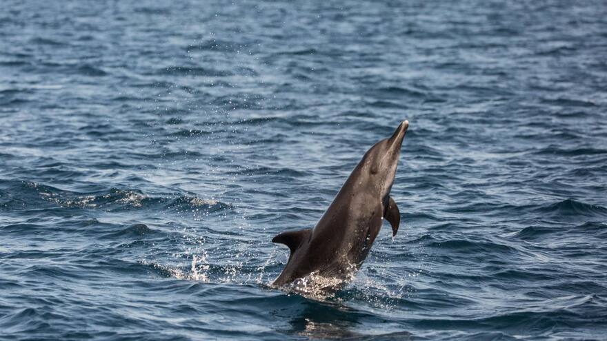 El océano, el gran generador de vida y regulador del clima
