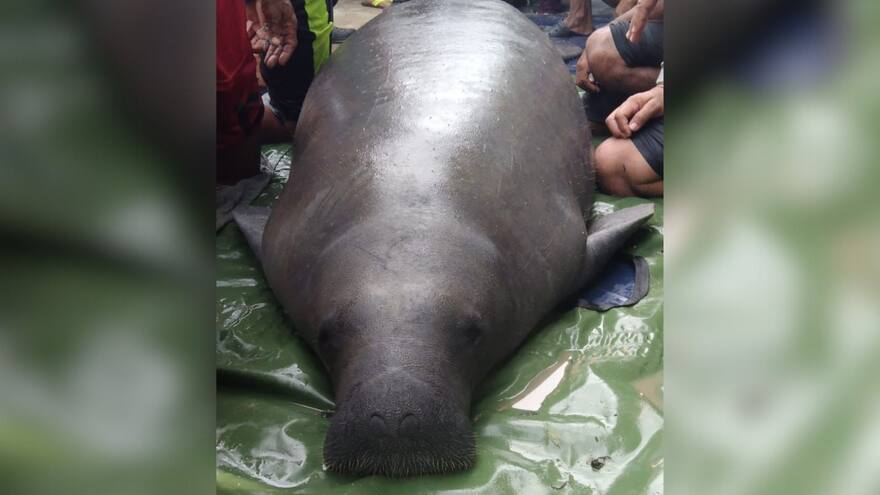 Rescataron a manatí en zona rural de Gamarra, Cesar