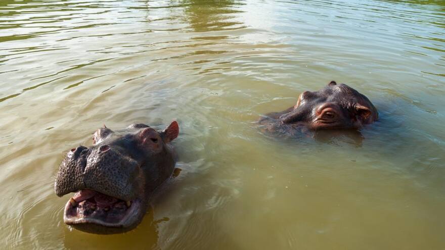Convocan audiencia para definir caso de hipopótamos en Colombia