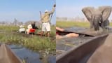 Video: elefante enfurecido persiguió a grupo de turistas durante un safari