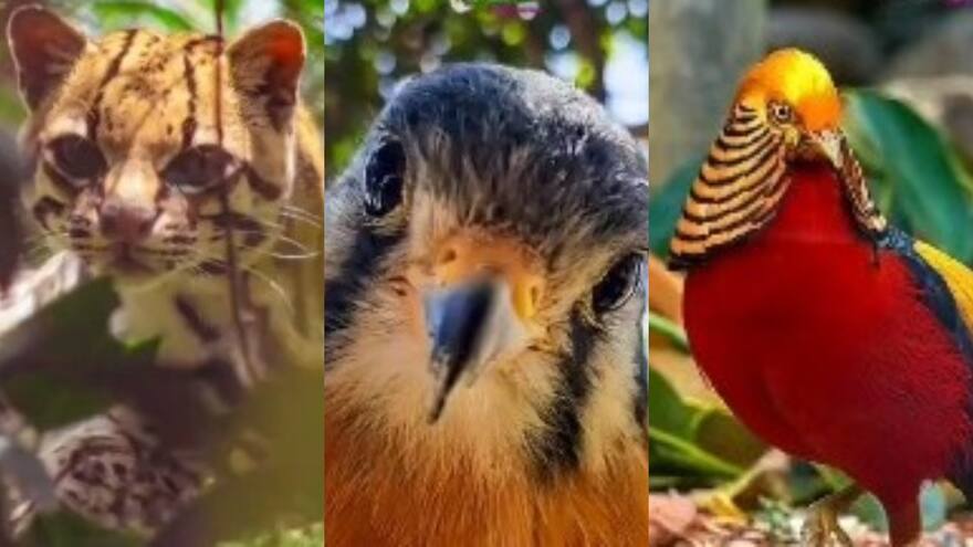 Hurtan animales de zoológico en Boyacá: Policía implementa búsqueda