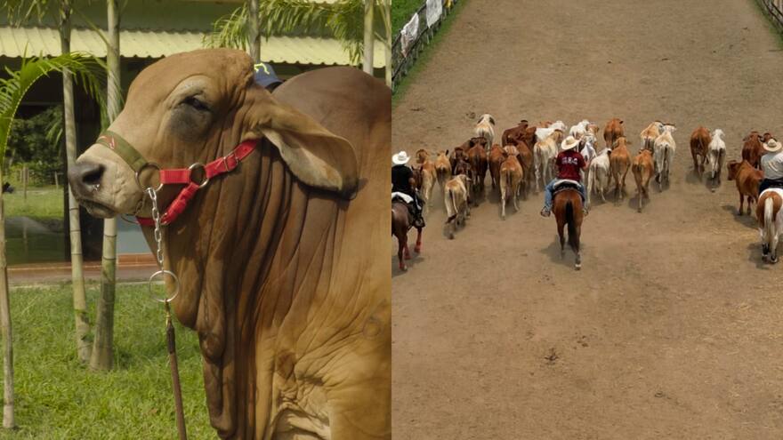Córdoba: más de mil ganaderías participarán en la Feria Nacional