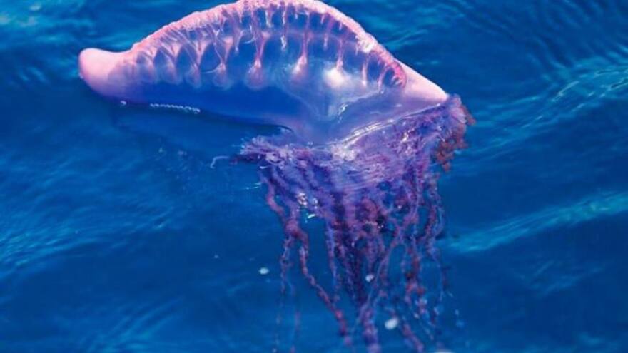 Alertan presencia de fragatas portuguesas en playas de Puerto Colombia