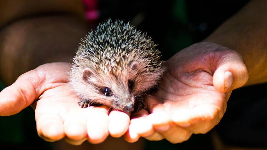 Mujer rescató a un bebé erizo: veterinario descubrió qué era en realidad