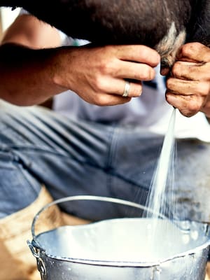 La tragedia del precio de la leche